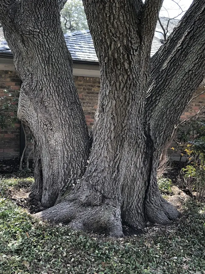 Mature heritage tree close to a Holbrook property cared for by certified arborists